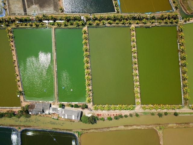 How to maintain proper pond fertility in aquaculture