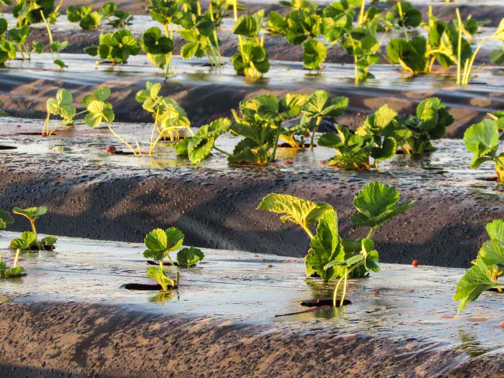 How to scientifically and correctly use colorful agricultural film